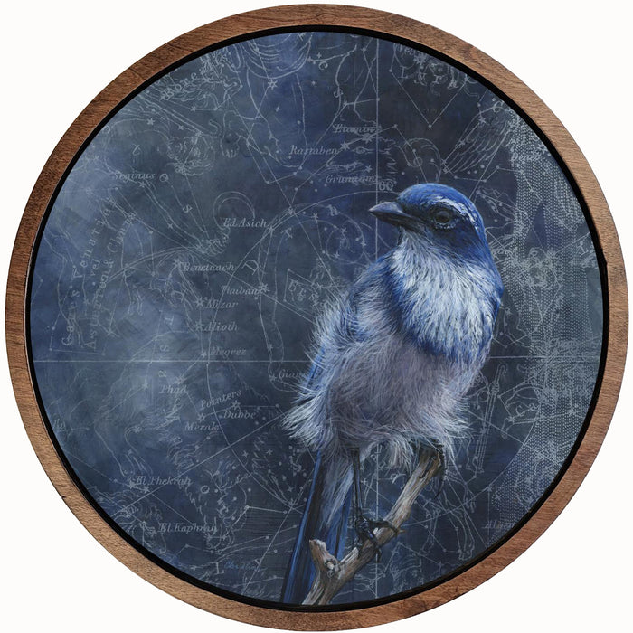 "A Few Ruffled Feathers" painting by Christina Keith. A California Scrub-jay perches on a branch, the wind ruffling its feathers, a night sky containing a celestial map in the background.