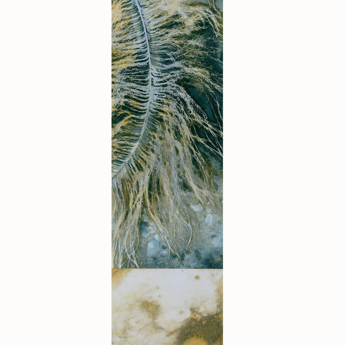 "Nimbu" ostrich feather cyanotype and eco-print artwork by Sarah Treanor.