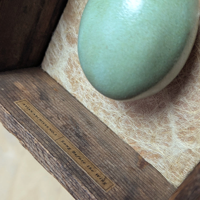 Two handmade ceramic eggs and handmade, tea stained papers set in a small vintage wood drawer. Avian Archives artwork series by Sarah Treanor. Interior detail pictured. 