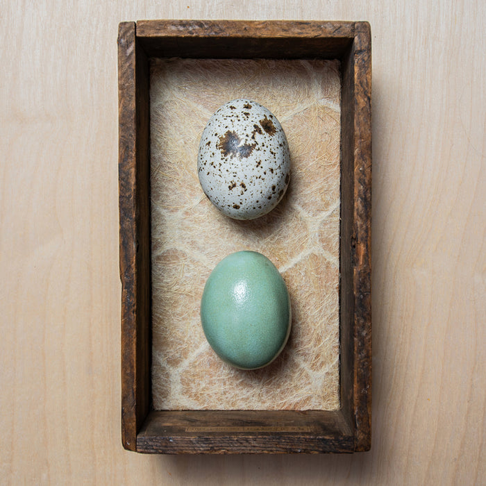 Two handmade ceramic eggs and handmade, tea stained papers set in a small vintage wood drawer. Avian Archives artwork series by Sarah Treanor. Displayed on light wood surface.