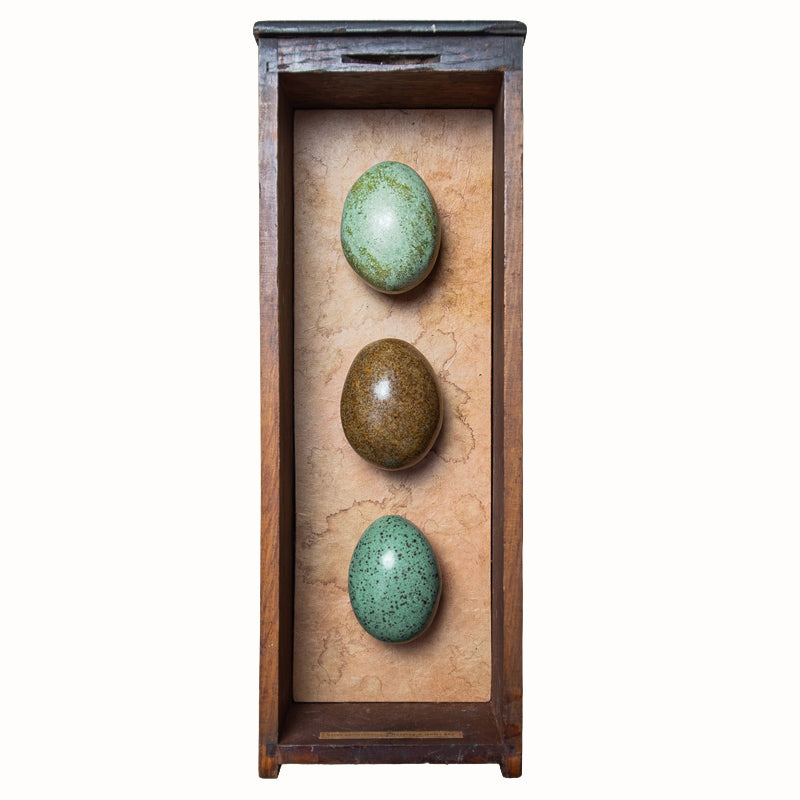Three handmade ceramic eggs and handmade, tea stained papers set in a small vintage wood drawer. Avian Archives artwork series by Sarah Treanor. 