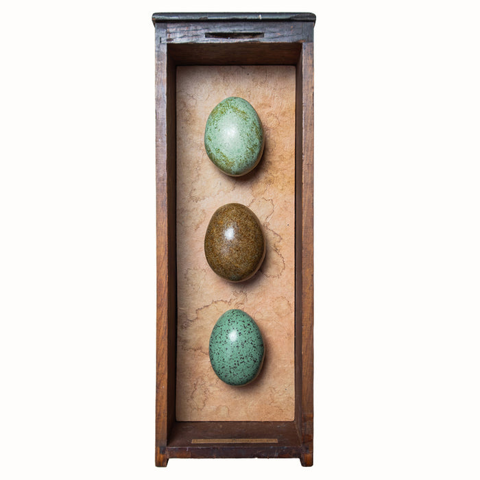 Three handmade ceramic eggs and handmade, tea stained papers set in a small vintage wood drawer. Avian Archives artwork series by Sarah Treanor. 