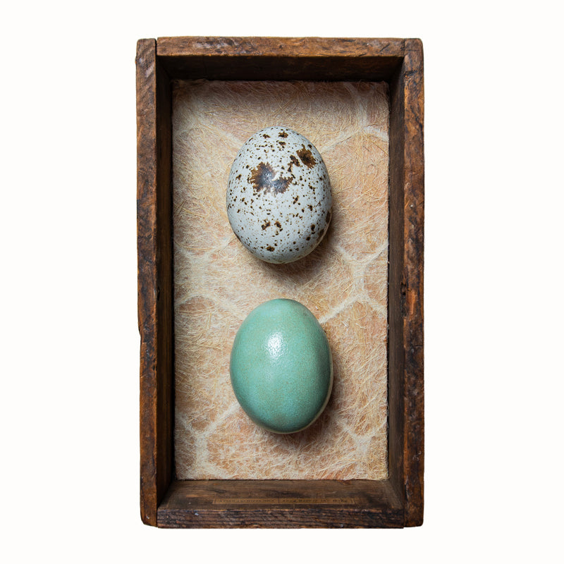 Two handmade ceramic eggs and handmade, tea stained papers set in a small vintage wood drawer. Avian Archives artwork series by Sarah Treanor. 