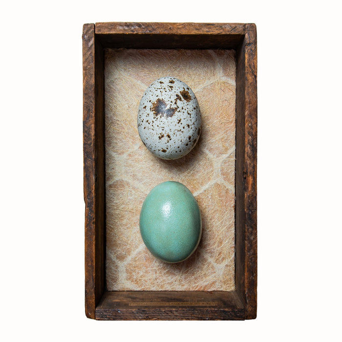 Two handmade ceramic eggs and handmade, tea stained papers set in a small vintage wood drawer. Avian Archives artwork series by Sarah Treanor. 