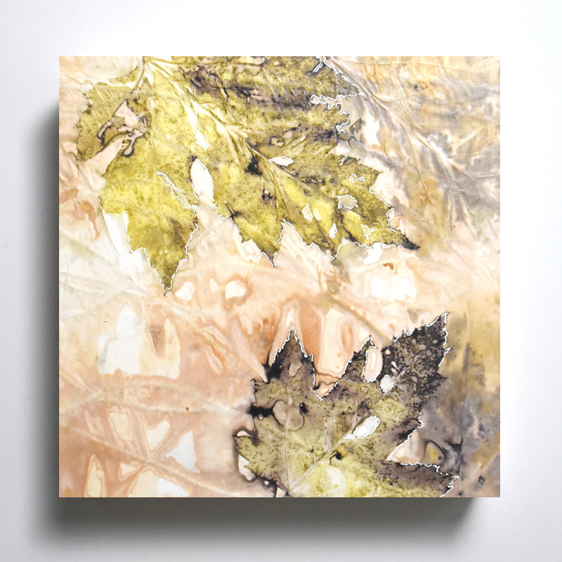 "Summer Maples" 8 x 8" eco-printed Norway Maple leaf artwork by artist Sarah Treanor.  Shown on wall.