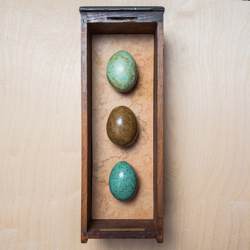 Three handmade ceramic eggs and handmade, tea stained papers set in a small vintage wood drawer. Avian Archives artwork series by Sarah Treanor. Displayed on light wood surface.